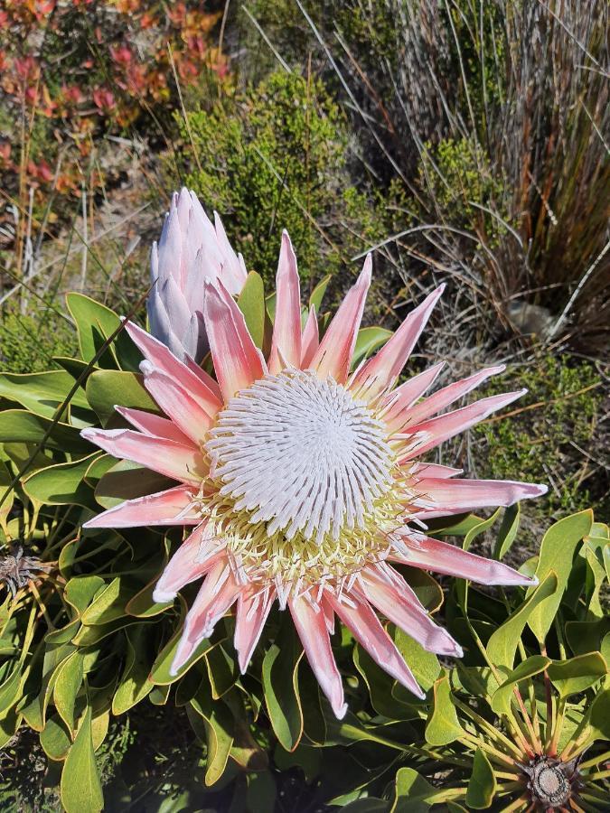 Brandys Beach House Bettyʼs Bay Esterno foto