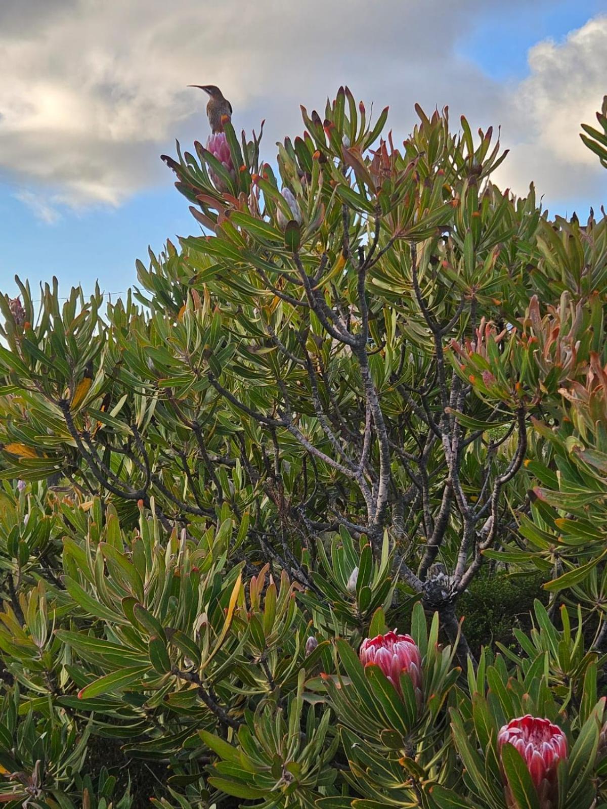 Brandys Beach House Bettyʼs Bay Esterno foto