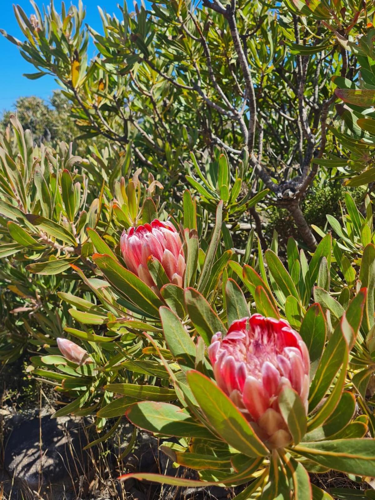 Brandys Beach House Bettyʼs Bay Esterno foto